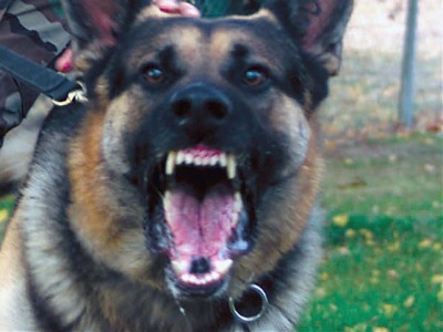 Asesoría Gratuita con los Mejores Abogados Cercas de Mí de Lesiones por Mordidas de Perro o Mascotas en Los Angeles California